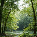 A lush, green forest with sunlight filtering through the trees, symbolizing environmental responsibility and eco-friendly practices.