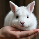 Cruelty-Free